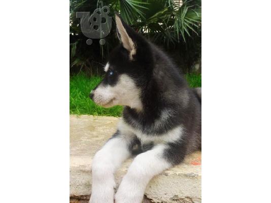 Κουτάβια Siberian Husky